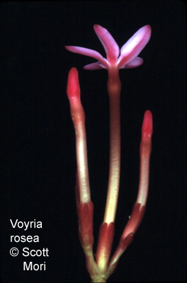 Voyria rosea images